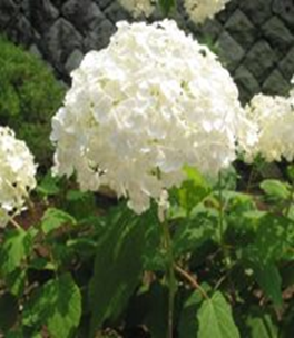      Hydrangea arborescens  Grandiflora    